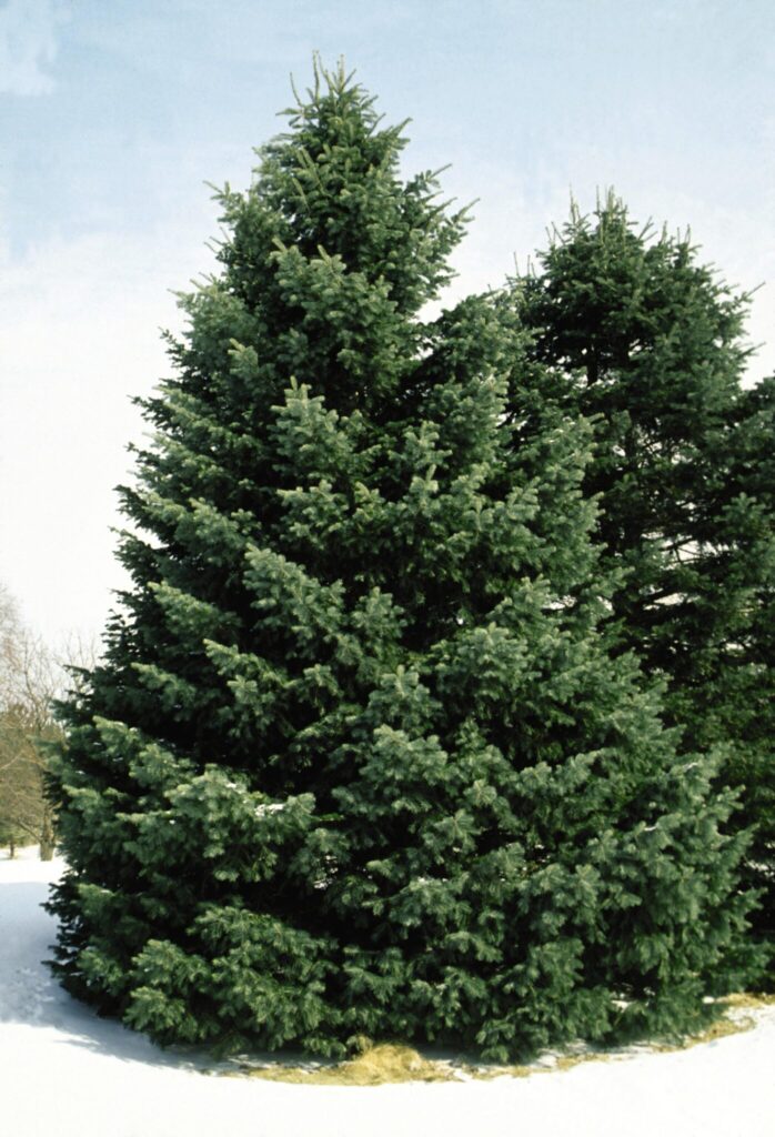 White Fir (Abies concolor)