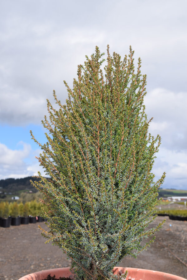 Pencil Point Juniper (Juniperus communis ‘Pencil Point’)