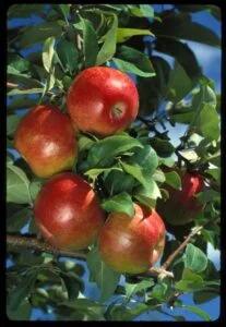 1382-5_HoneycrispApple.jpg