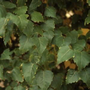 Betula platyphylla 'Fargo' PP10,963