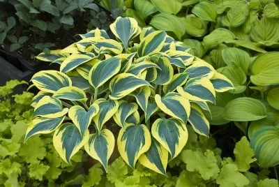 Shadowland Autumn Frost Hosta