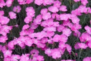 Firewitch Dianthus