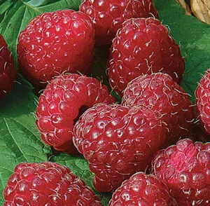 Rubus idaeus Zeva
